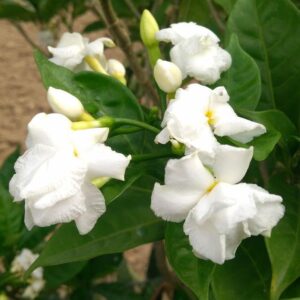 Double Chandni (Tagar/Tagor) – Premium Double Flowering Jasmine-Like Plant