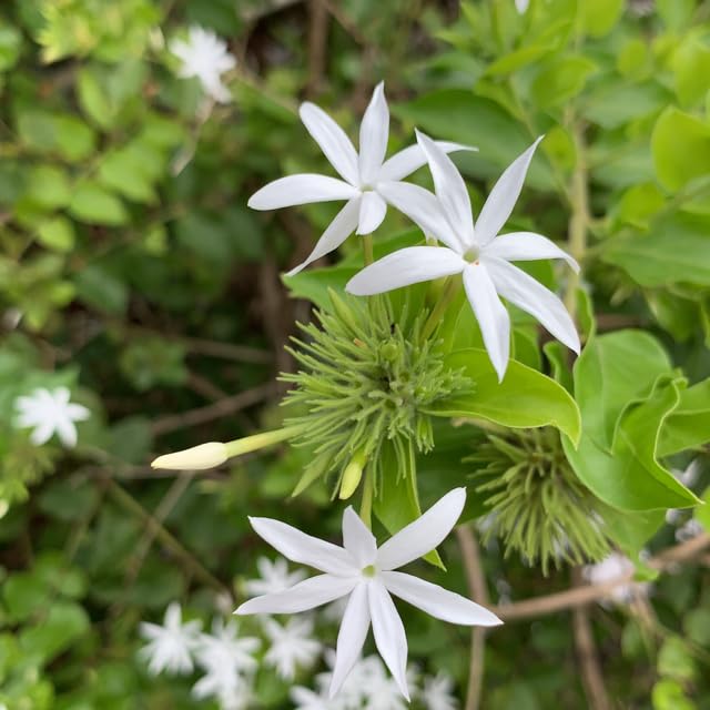 White Kunda (Downy Jasmine) Flower Plant | Jasminum multiflorum Live Fragrant Flowering Plant for Home Garden - Image 3