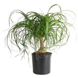 Nolina Palm Plant (Ponytail Palm) for Home | Live Indoor Air Purifying Plant