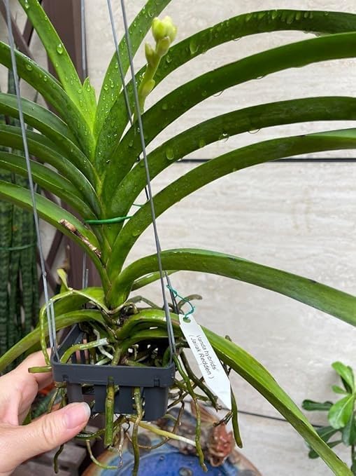 Manjuu Orchid Flower Live Plant | Miltoniopsis Orchid | Healthy Live Orchidaceae Plant for Home Garden - Image 2
