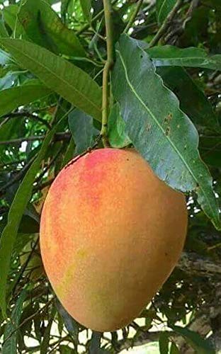 Ratnagiri Mango Grafted Healthy Fruit Plant | Mangifera indica Premium Alphonso Mango Live Plant for Home Garden - Image 2