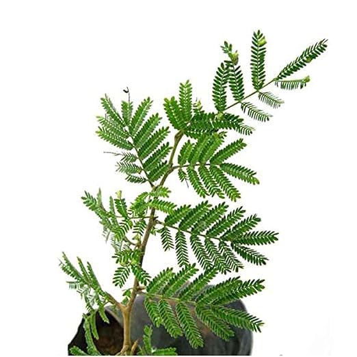 Shami Plant with Pot | Live Indoor Sacred Plant for Home & Office - Image 3
