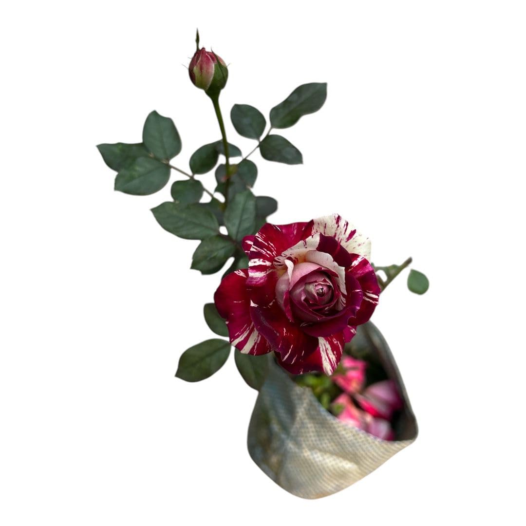 Taj Variety Rose Flower Plant | Red & White Bi-Color Rose | Rosa Hybrid Live Flowering Plant for Home Garden - Image 4