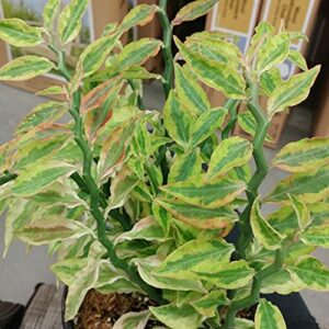 Euphorbia Tithymaloides - DEuphorbia Tithymaloides (Devil's Backbone Plant) | Live Zigzag Plant for Indoor & Home Gardenevil's Backbone Plant