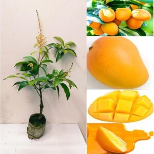 Grafted Himsagar All Time Mango Plant | Mangifera indica Premium Sweet Fibreless Mango Live Fruit Tree