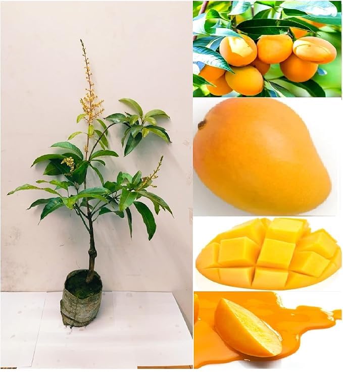 Grafted Himsagar All Time Mango Plant | Mangifera indica Premium Sweet Fibreless Mango Live Fruit Tree