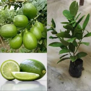Seedless Lemon Fruit Plant | Citrus × limon Premium Grafted Live Lemon Tree for Home Garden