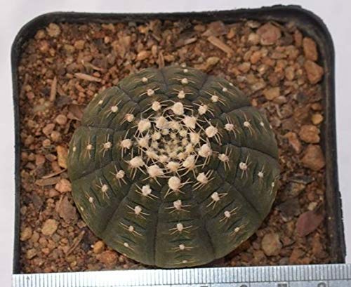 Gymnocalycium ragonesei Plant | Rare Live Cactus for Indoor & Outdoor Home Garden - Image 3