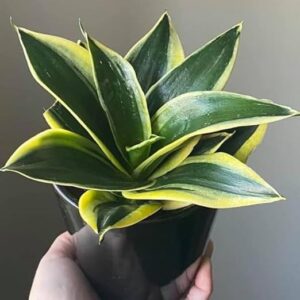 Variegated Sansevieria Plant with Pot | Live Snake Plant for Indoor Home & Office