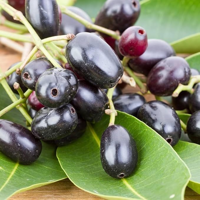 Thai Black Jamun (Jambolan) Grafted Plant | Syzygium cumini Premium Live Fruit Plant for Home Garden - Image 2