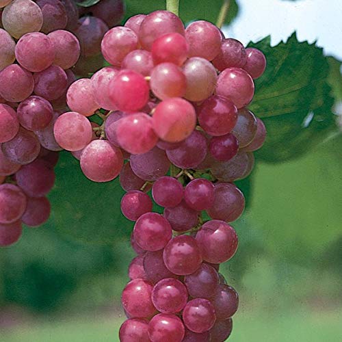 Red Flame Seedless Grapes Plant – High Yield Sweet Seedless Grape Vine - Image 3