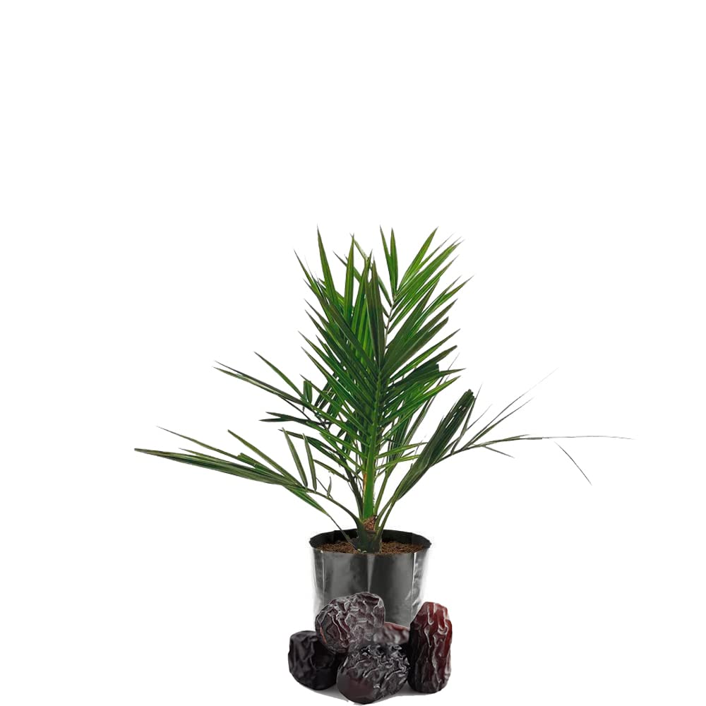 Ajwa Dates Palm Arabian Khajoor Plant | Phoenix dactylifera Premium Live Date Palm Fruit Plant for Home Garden - Image 2