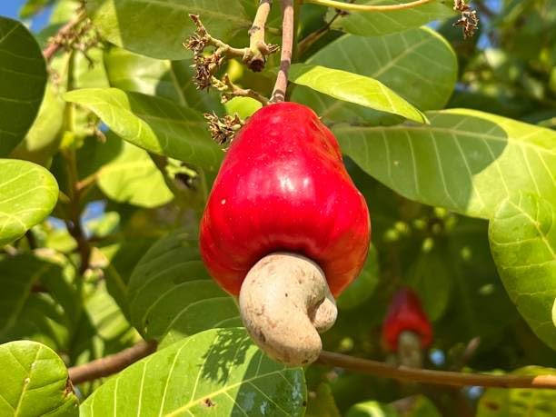 Kaju (Cashew Nut) Fruit Plant | Anacardium occidentale Premium Live Cashew Tree for Home Garden - Image 5