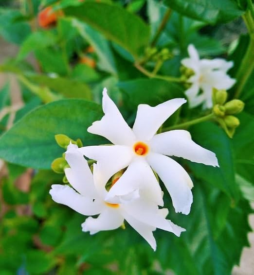 Shiuli (Harsingaar/Parijaat) – Sacred Night Flowering Jasmine for Every Indian Garden - Image 3