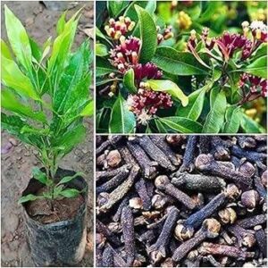 Live Clove Spice Plant | Syzygium aromaticum (Lavanga) Evergreen Herb & Spice Tree for Home Garden