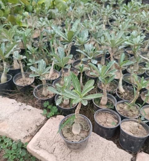 Hybrid Rosy Adenium Plant (Adenium obesum) – Desert Rose Flowering Plant | Live Ornamental Plant - Image 5