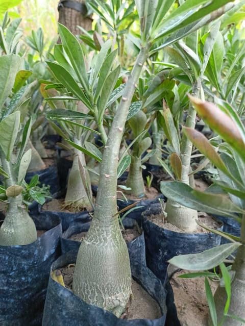 Rosey Variety Adenium Obesum (Desert Rose) Plant with Pot | Adenium obesum Premium Flowering Succulent Live Plant - Image 3