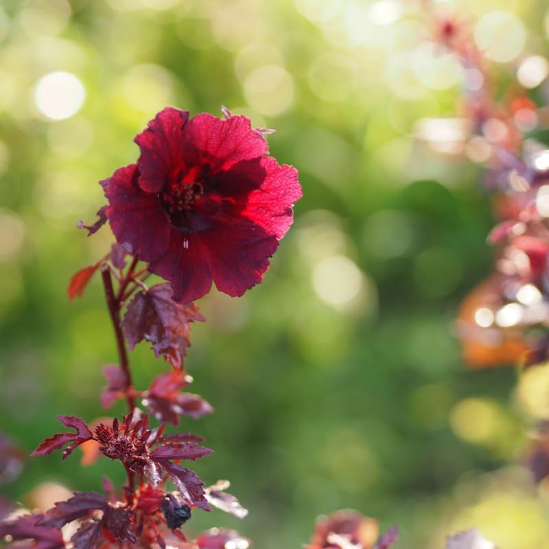 Red Cranberry Hibiscus Plant | Hibiscus acetosella Live Red Leaf & Red Flower Ornamental Plant for Home Garden - Image 3