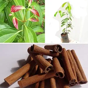 Cinnamon (Karuvapatta) Spice Plant – Premium Aromatic Spice Tree - Image 2