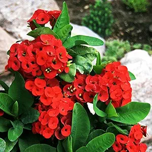 Euphorbia (Red) / Mili Plant with Pot | Euphorbia milii Red Crown of Thorns Live Flowering Plant