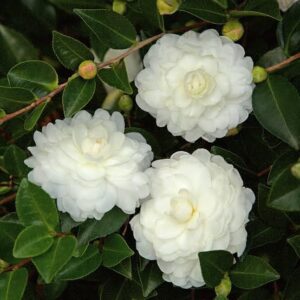 White Camellia Flower Plant | Camellia japonica White Japanese Camellia Live Flowering Plant