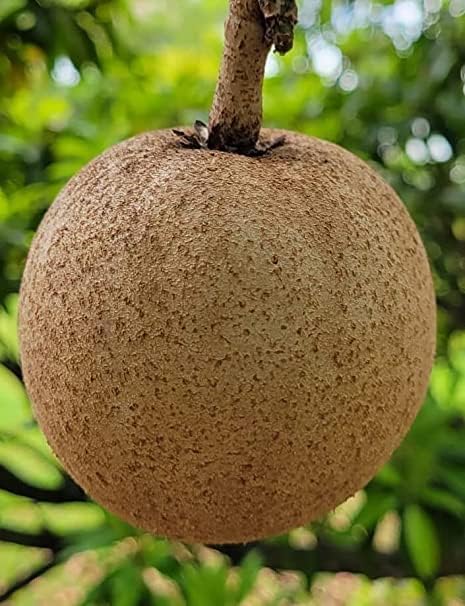 Cricket Ball Chiku (Sapota) Fruit Plant - Image 3