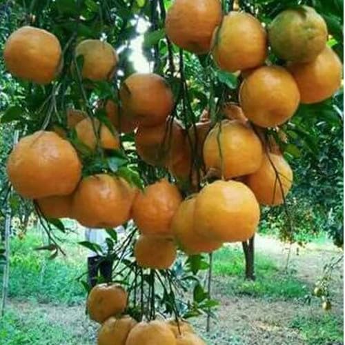 Nagpur Orange Grafted Plant | Sweet Orange Fruit Plant | Live Grafted Orange Tree for Home Garden - Image 2