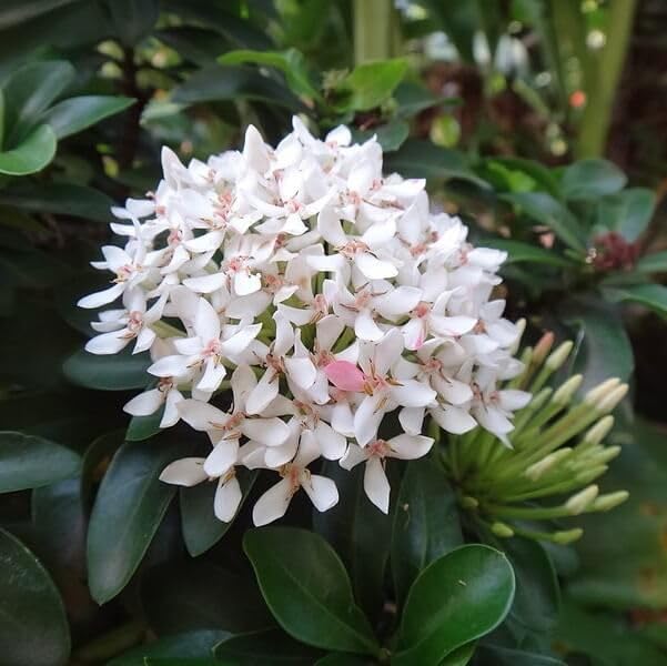 White Ixora Plant – Chethi Thechi Thetti White Flowering Live Plant with Grow Bag - Image 4