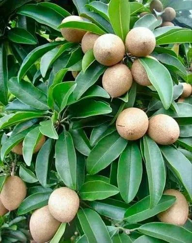 All Time Kalapatti Sapota (Chiku) Grafted Plant | Manilkara zapota Premium High Yield Live Fruit Tree for Home Garden - Image 4