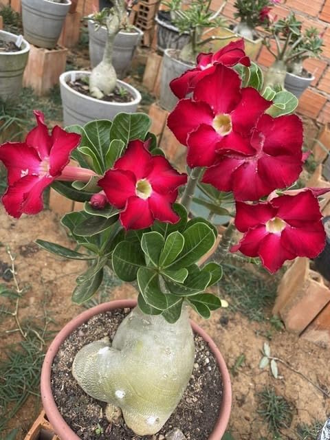 Rosey Variety Adenium Obesum (Desert Rose) Plant with Pot | Adenium obesum Premium Flowering Succulent Live Plant - Image 4