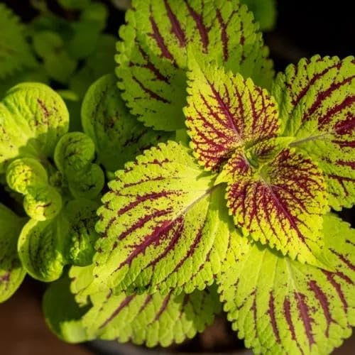 Coleus (Green Pink) Plant | Coleus scutellarioides Live Colorful Foliage Plant for Home Garden - Image 2