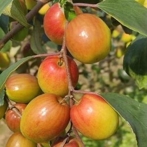 Apple Ber (Jujube Kul) Hybrid Fruit Plant