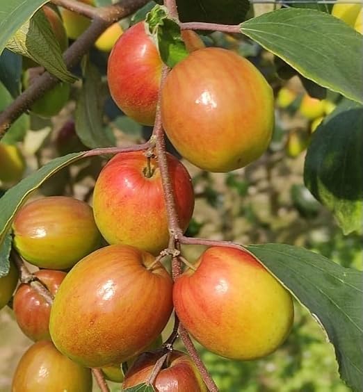 Apple Ber (Jujube Kul) Hybrid Fruit Plant