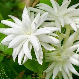 Live Chameli (Jasmine) Flower Plant | Jasminum officinale White Fragrant Flowering Plant for Home Garden