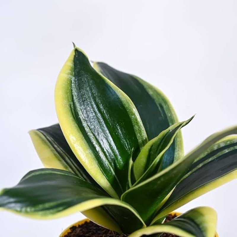 Variegated Sansevieria Plant with Pot | Live Snake Plant for Indoor Home & Office - Image 4