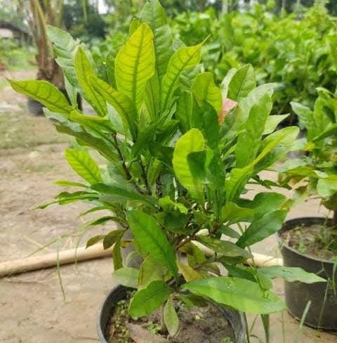 Miracle Fruit Layering Plant | Synsepalum dulcificum Premium Live Exotic Fruit Plant for Home Garden - Image 4