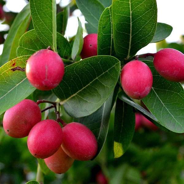 Karonda (Karamcha) Fruit Plant | Carissa carandas Live Healthy Fruit Plant for Home Garden - Image 2