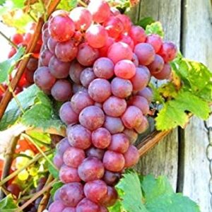 Red Flame Seedless Grapes Plant – High Yield Sweet Seedless Grape Vine