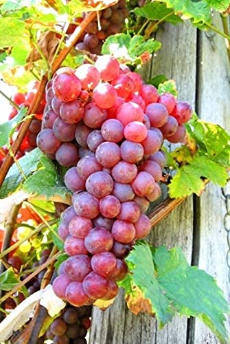Red Flame Seedless Grapes Plant – High Yield Sweet Seedless Grape Vine