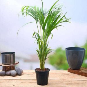 Areca Palm Plant with Pot | Dypsis lutescens Live Indoor Air Purifying Palm for Home & Office