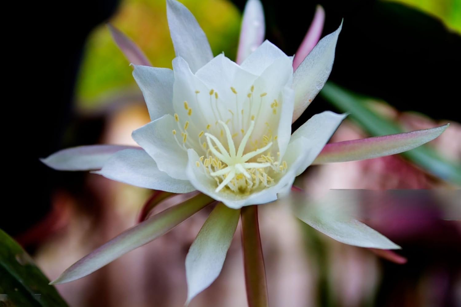 White Brahma Kamal plant (Saussurea obvallata) for home garden - Image 4