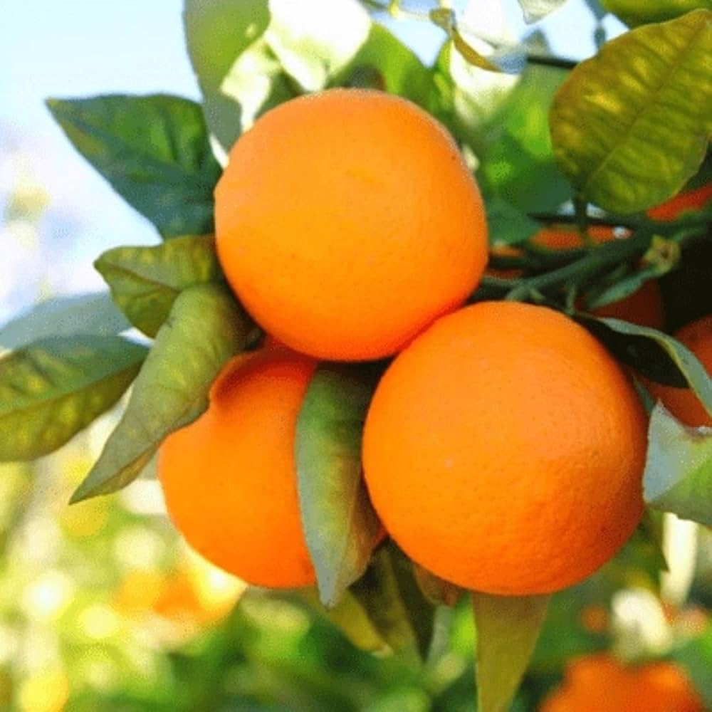 Legacy Sweet Orange Premium Citrus Plant | Citrus × sinensis Hybrid Sweet Juicy Orange Live Fruit Plant for Home Garden - Image 5