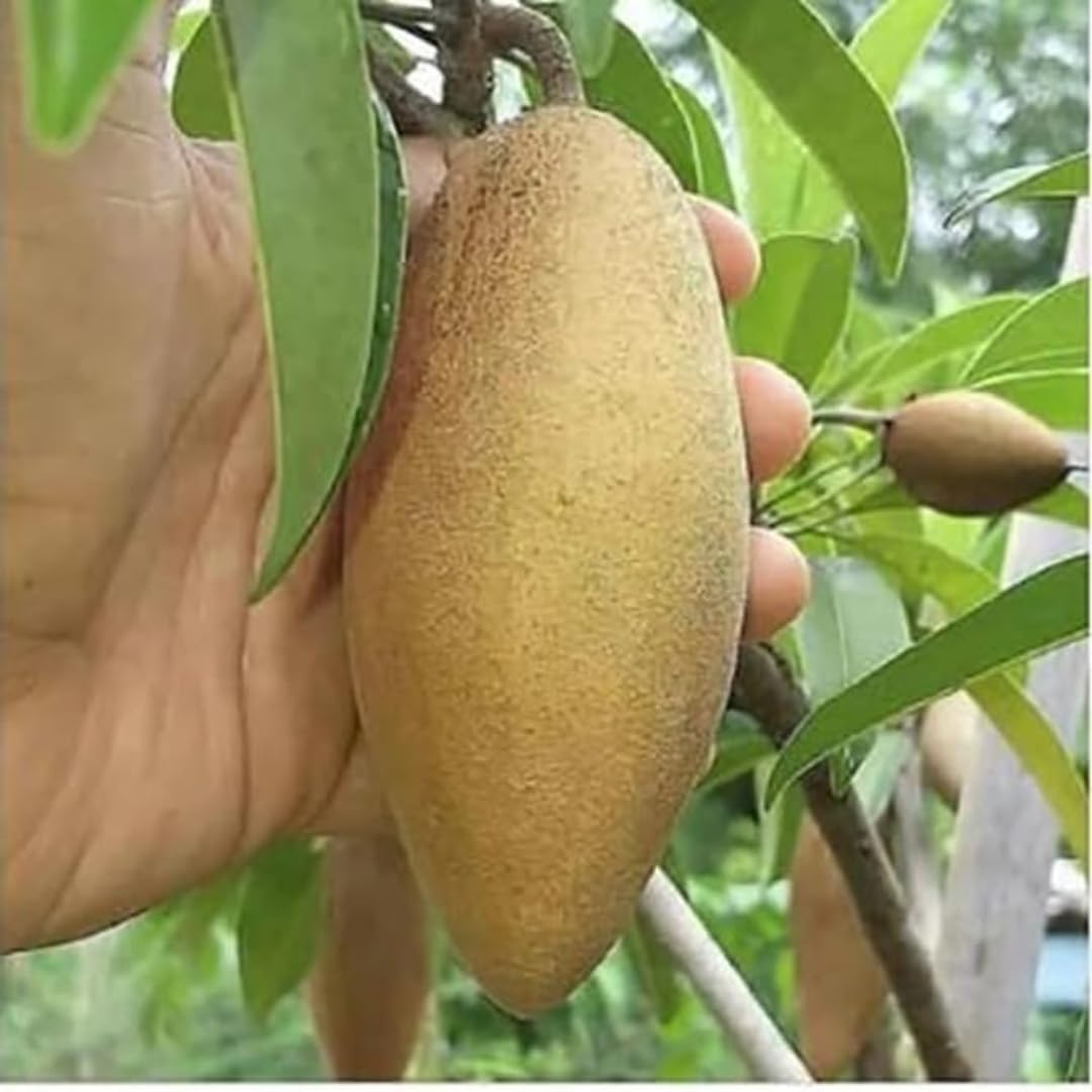 Banana Chiku (Sapota) Fruit Plant | Manilkara zapota Premium Grafted Live Sapodilla Tree for Home Garden