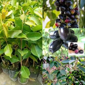 Thai Black Jamun (Jambolan) Grafted Plant | Syzygium cumini Premium Live Fruit Plant for Home Garden