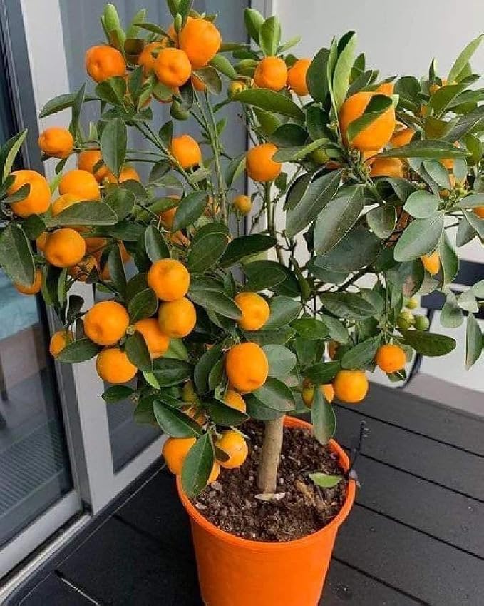 Nagpur Orange Grafted Plant | Sweet Orange Fruit Plant | Live Grafted Orange Tree for Home Garden - Image 4