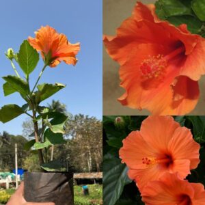Light Orange Arhul Hibiscus Plant with Red Center – Live Flowering Plant | Garden & Pot
