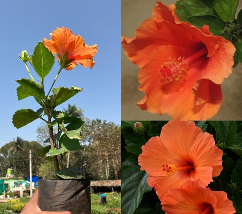 Light Orange Arhul Hibiscus Plant with Red Center – Live Flowering Plant | Garden & Pot