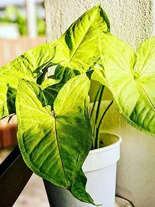 Arrowhead Plant with Pot | Syngonium podophyllum Live Indoor Foliage Plant for Home & Office