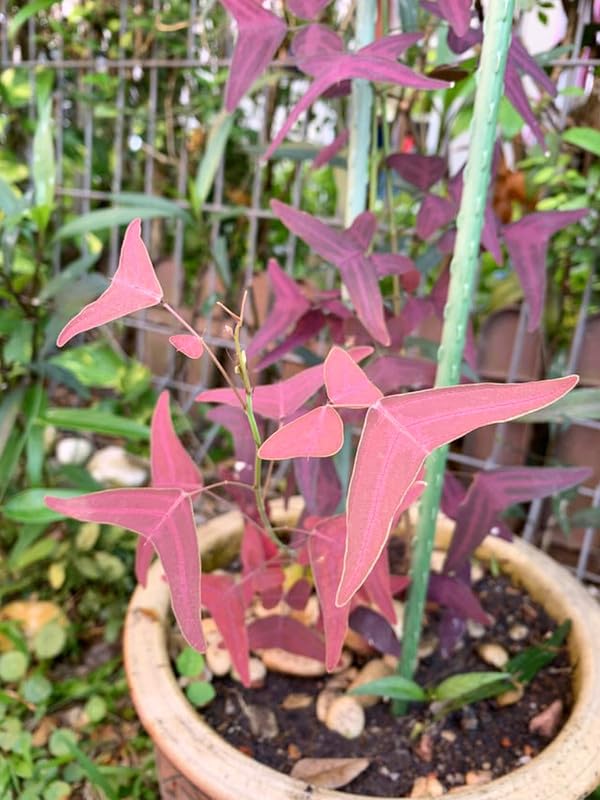 Butterfly Indoor Plant – Rare Christia obcordata Ornamental Plant - Image 2