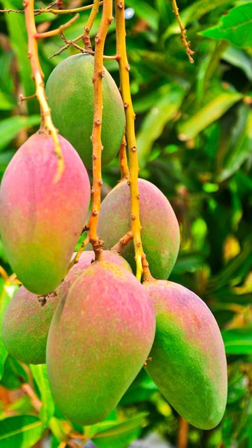 Pairi Mango Grafted Fruit Plant – Premium Traditional Indian Mango Variety - Image 2